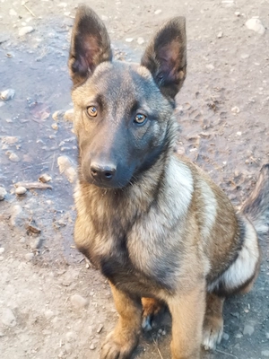 Femela malinois  - imagine 3