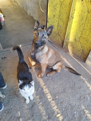 Femela malinois  - imagine 2