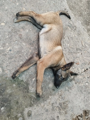Femela malinois 