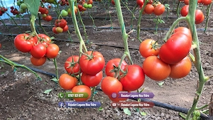 Rasad de rosii | Rasaduri tomate vinete ardei si alte rasaduri legume - imagine 5