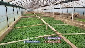 Rasad de rosii | Rasaduri tomate vinete ardei si alte rasaduri legume - imagine 4