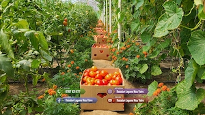 Rasad de rosii | Rasaduri tomate vinete ardei si alte rasaduri legume - imagine 6