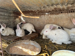 vand iepurasi  - imagine 3