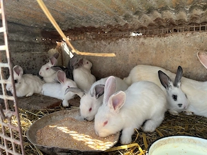 vand iepurasi  - imagine 2