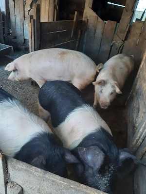 Porci 80-90-100 kg și o scroafa de peste 200 kg - imagine 3