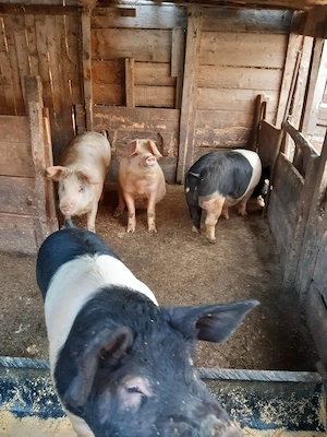 Porci 80-90-100 kg și o scroafa de peste 200 kg