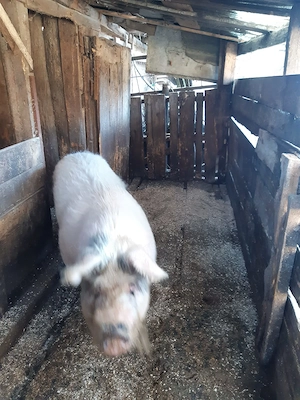 Porci 80-90-100 kg și o scroafa de peste 200 kg - imagine 4