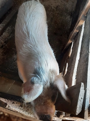 Porci 80-90-100 kg și o scroafa de peste 200 kg - imagine 5