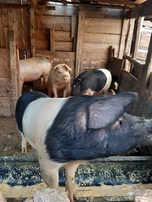 Porci 80-90-100 kg și o scroafa de peste 200 kg - imagine 2