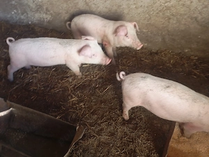 Vând purcei 8saptamani  - imagine 3