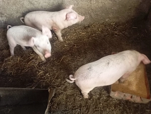 Vând purcei 8saptamani  - imagine 2