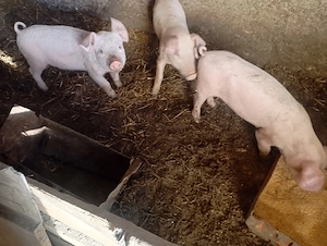 Vând purcei 8saptamani  - imagine 4