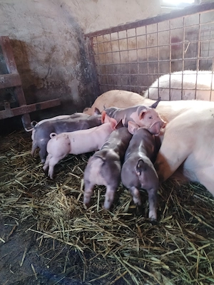 Purcei pietrain - imagine 4