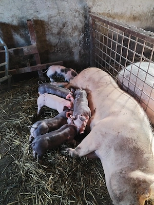 Purcei pietrain - imagine 2