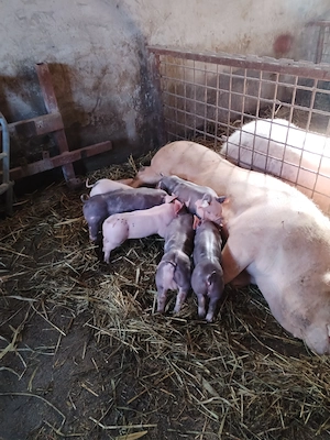 Purcei pietrain - imagine 5