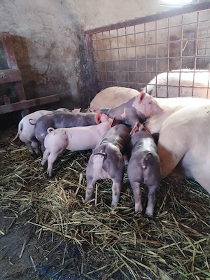 Purcei pietrain - imagine 3