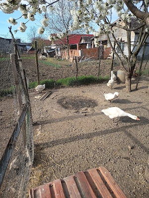 giste tinere de tăiat de anul trecut  - imagine 5