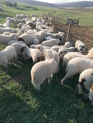 Vand miei pentru paste  - imagine 2