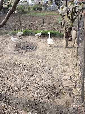 giste tnere bune de ouă 