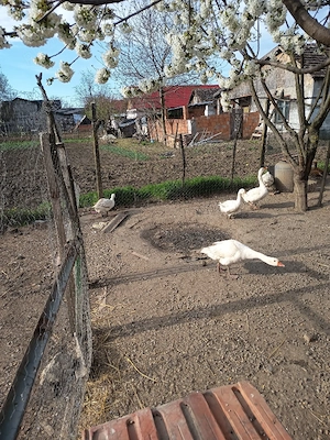 giste tinere de tăiat de anul trecut  - imagine 2