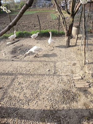 giste tinere de tăiat de anul trecut  - imagine 3