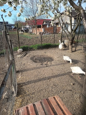 giste tinere de tăiat de anul trecut  - imagine 4