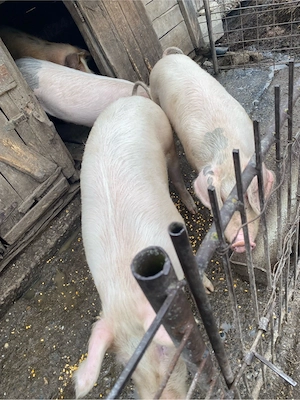 Vand porci  - imagine 3