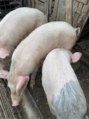 Vand porci  - imagine 4