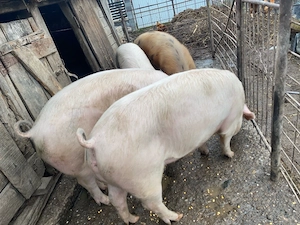 Vand porci  - imagine 2