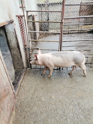 Porci, grasuni crescuți natural  - imagine 3
