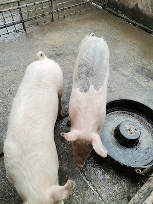 Porci, grasuni crescuți natural 