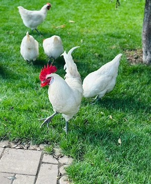 Vand pui de gaina - imagine 3