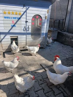 Vand pui de gaina - imagine 2