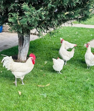 Vand pui de gaina - imagine 4