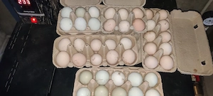 oua de vanzare de araucana  - imagine 3