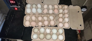 oua de vanzare de araucana 