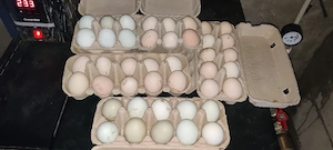 oua de vanzare de araucana 