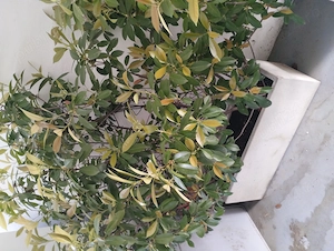 Flori ornamentale cu ghiveci din ciment