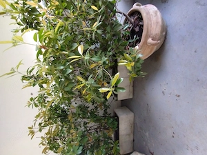 Flori ornamentale cu ghiveci din ciment