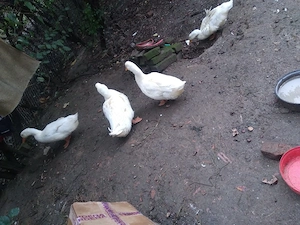 vand rate ratoi de carne albe  - imagine 2