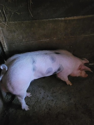 Vand vericas - imagine 4