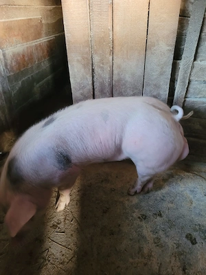 Vand vericas - imagine 3