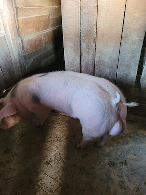 Vand vericas - imagine 2