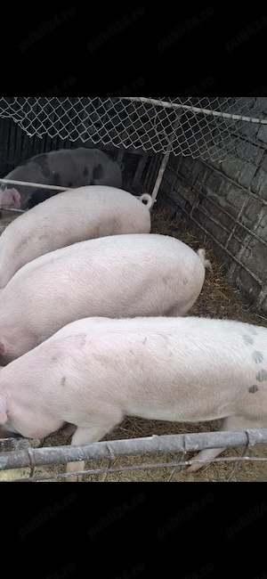 De vinzare porcii 3 buc