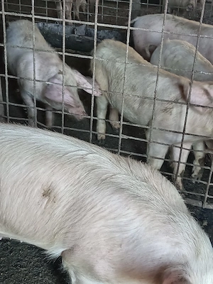 Vând purcei  - imagine 2