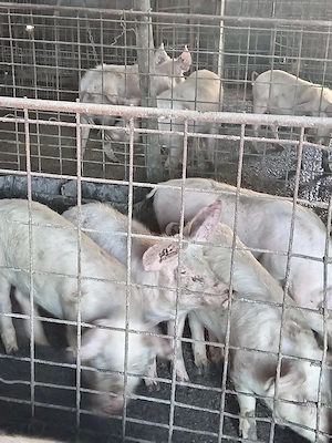 Vând purcei  - imagine 4