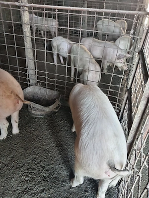 Vând purcei  - imagine 3