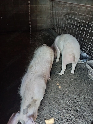 Vând purcei  - imagine 5