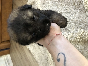 3 Pui Frumosi Sanatosi & Blanosi , Metiș Rar - imagine 5