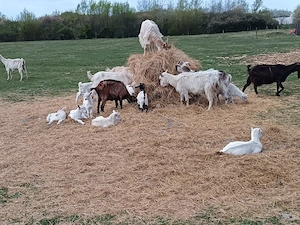 Iezi pt sacrificat de Paști 